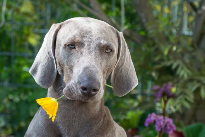 花をくわえている犬