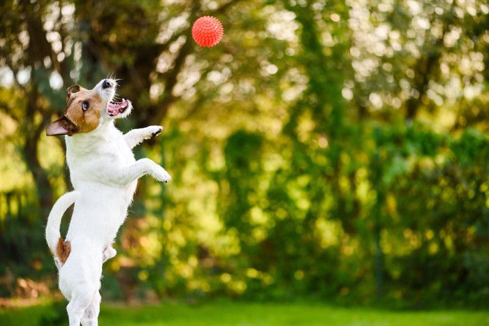 ボールをキャッチしようとしてジャンプする犬