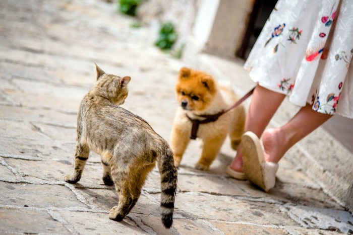お散歩中のポメラニアンと猫