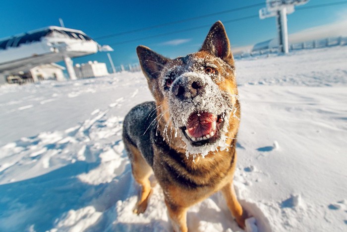 顔が雪まみれの犬