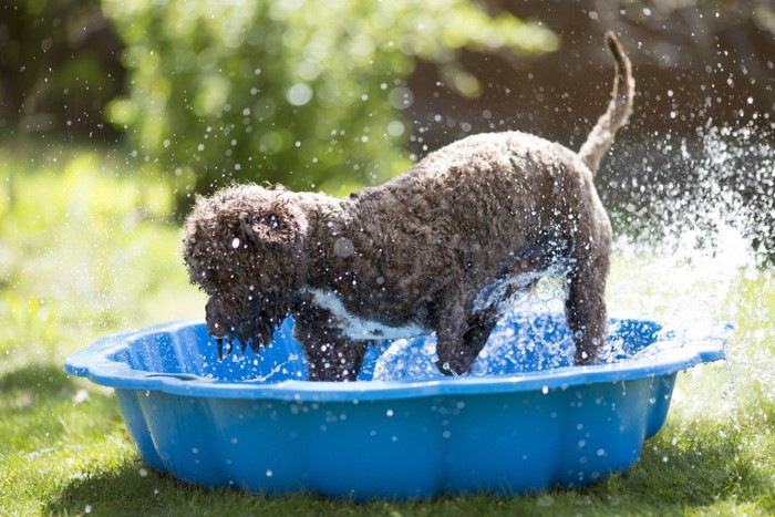 水遊び中の犬