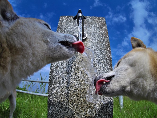 公園の水飲み場で水道水を飲む犬