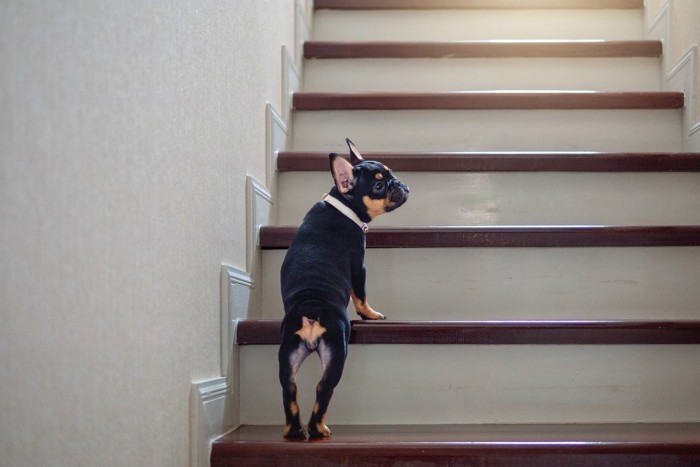 階段をのぼろうとしている犬