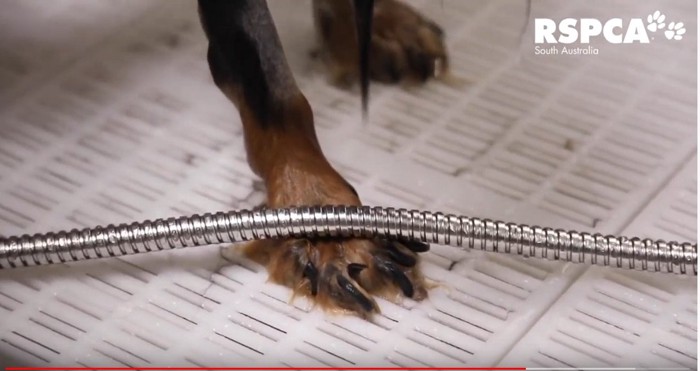 巻き爪になった犬の足