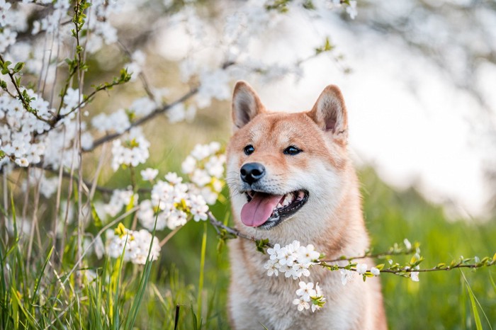 桜と笑顔の柴犬
