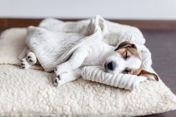 モコモコのお布団で眠る子犬