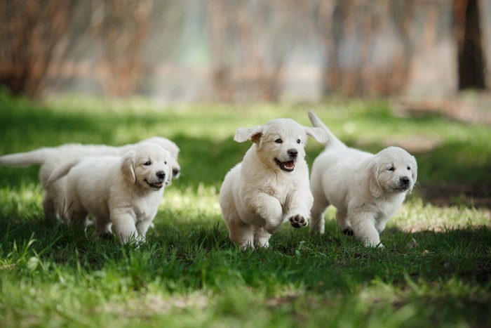 走り回っている子犬の集団