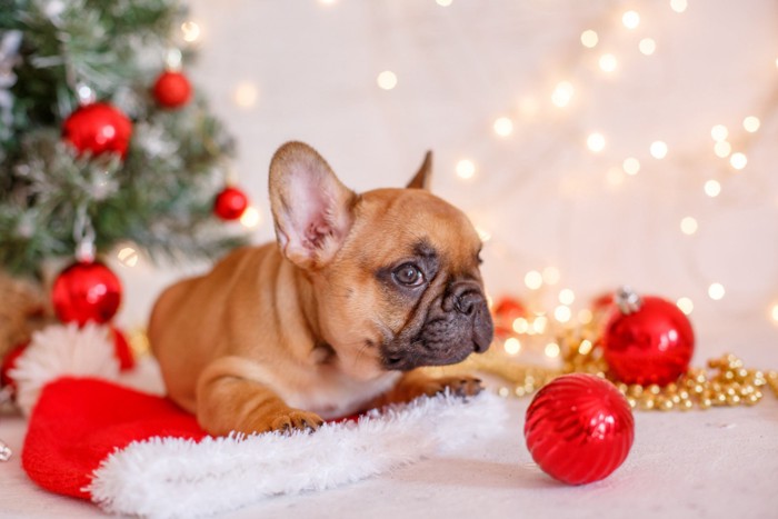 クリスマスの装飾品と子犬