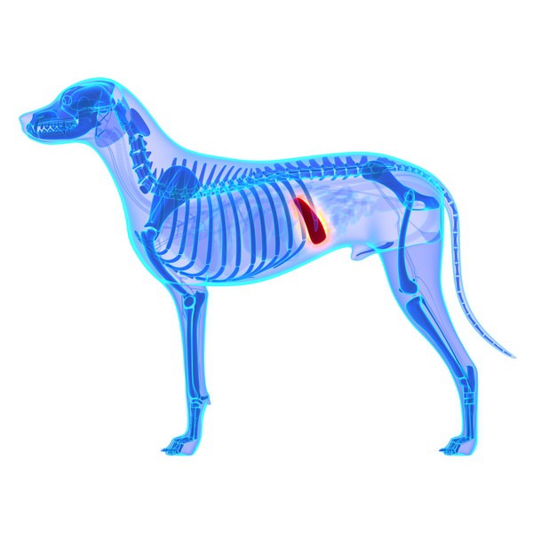 犬の臓器イメージ