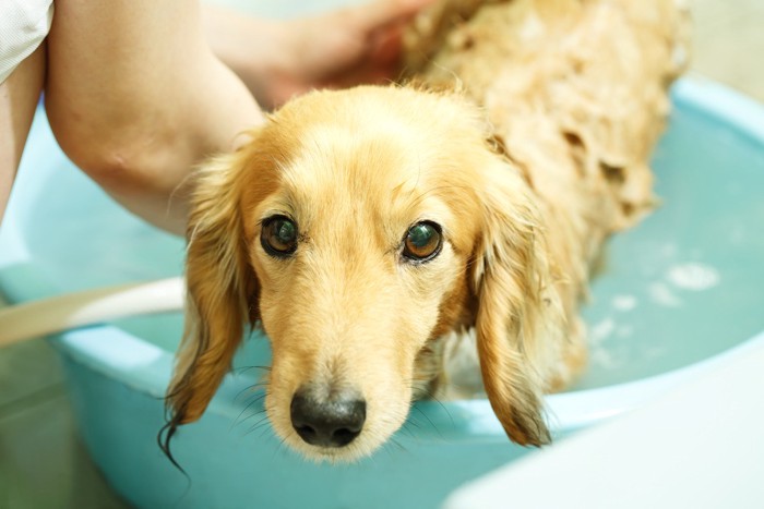 お湯の中に浸かる犬