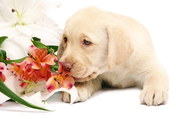百合の花の匂いを嗅ぐ子犬
