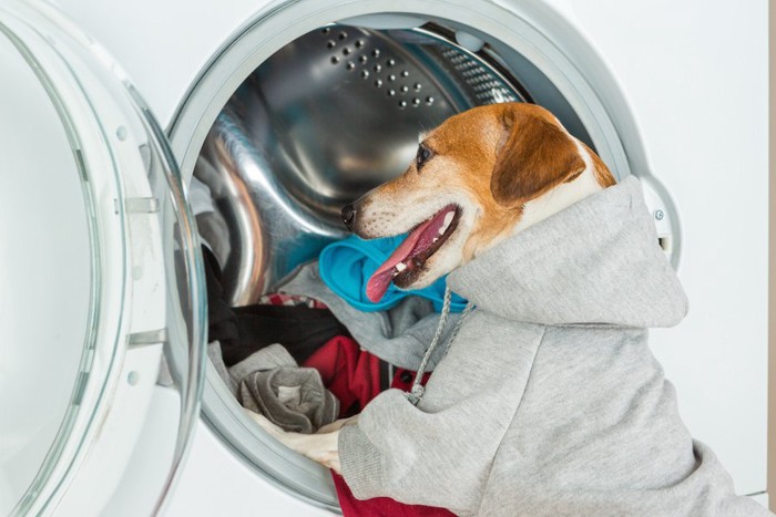 洗濯機に洋服を入れている犬
