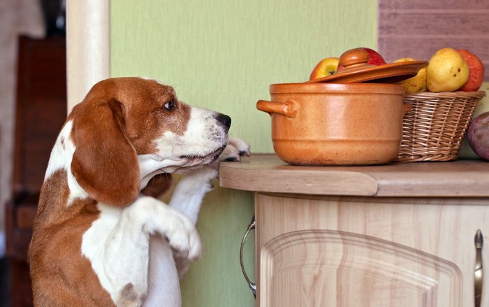 鍋を見つめる犬