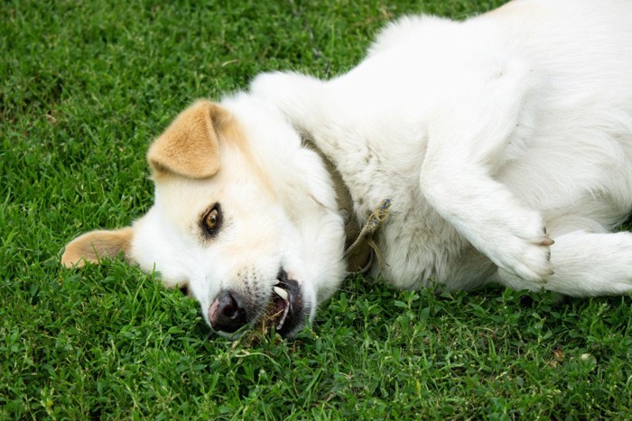 芝生に横になっている犬