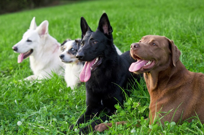 芝生の上の4頭の犬