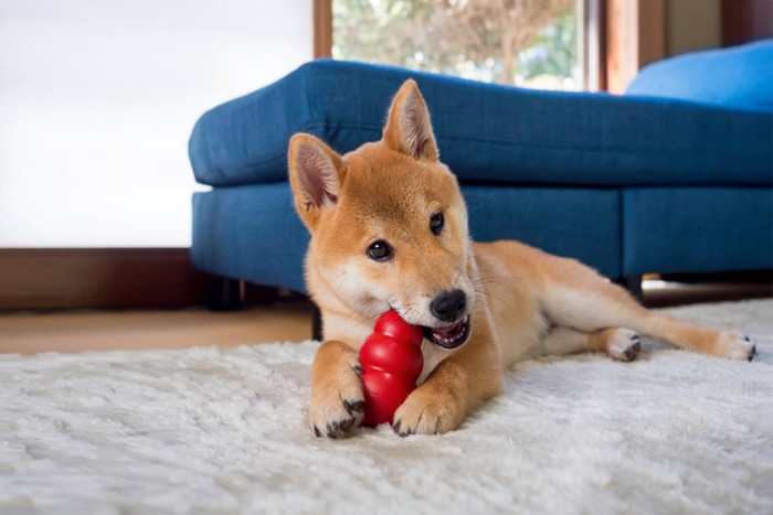 ボールを使って遊ぶ犬