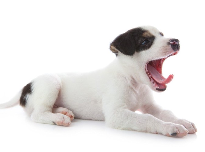 あくびをする子犬