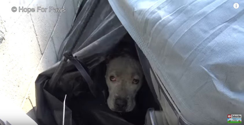 車のカバーに隠れる犬