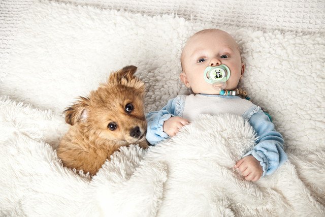犬と赤ちゃんが仲良くしている