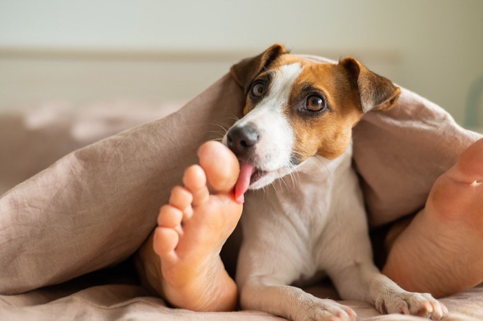 ベッドで飼い主の足指を舐める犬