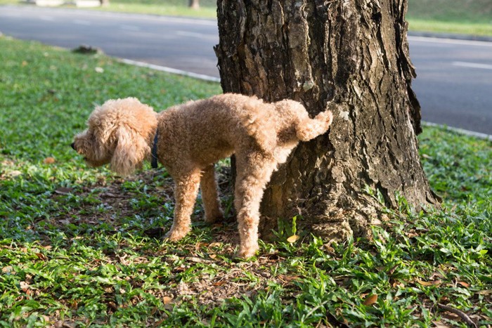 木にマーキングをする犬