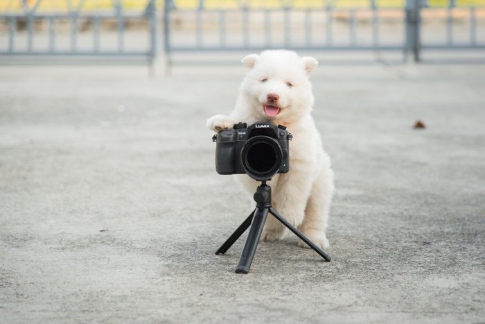 カメラと子犬