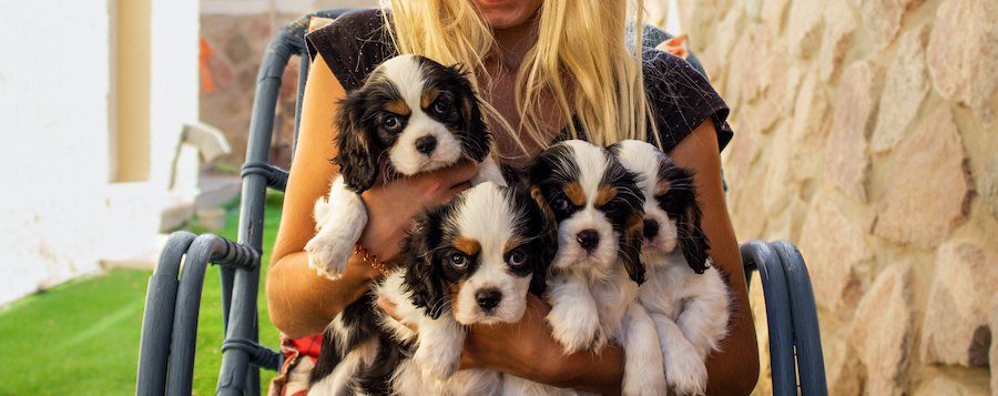 キャバリアの子犬たちを抱く女性