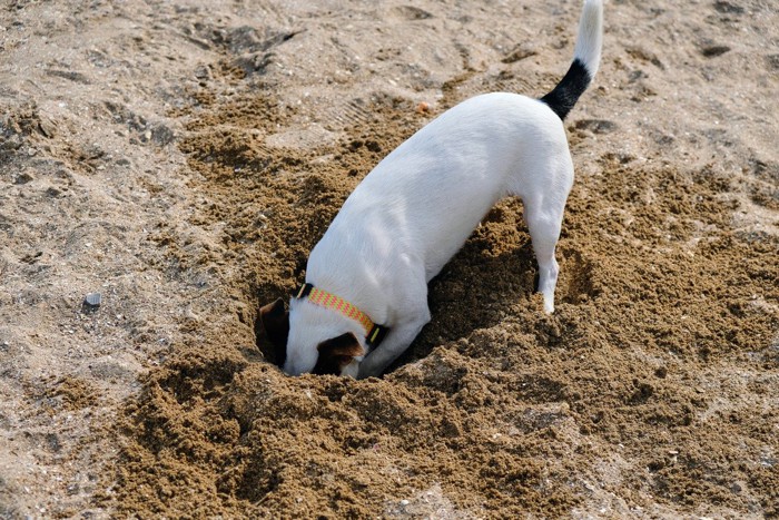 砂浜を掘る犬