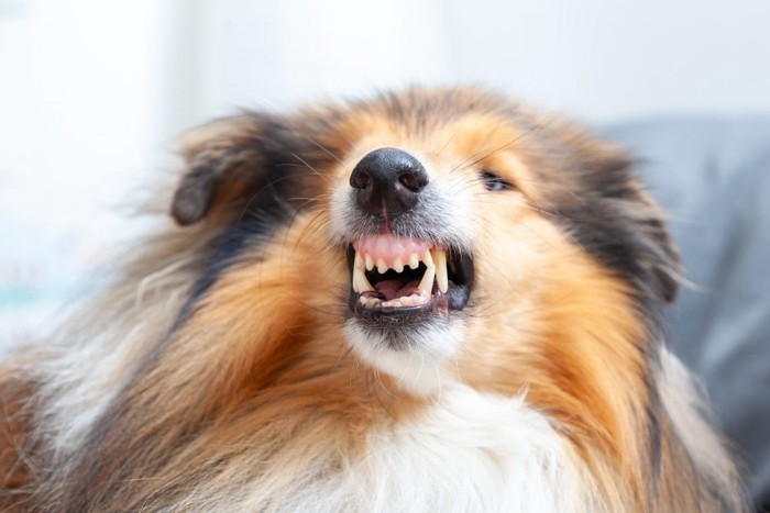 歯を剥いて怒る犬