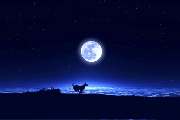 満月と走る犬のシルエット