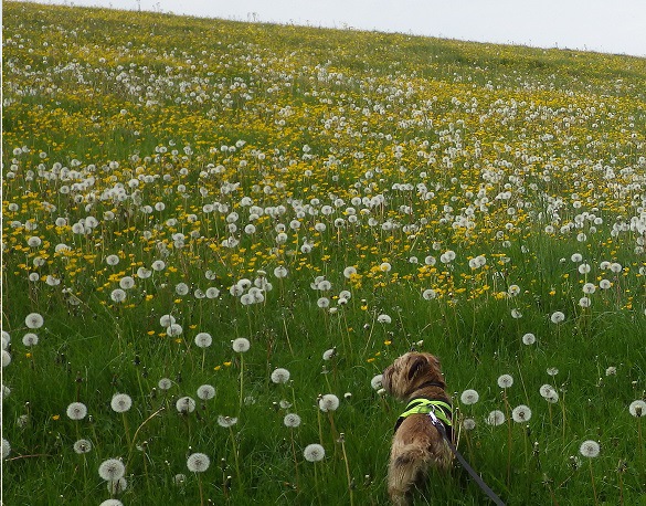 たんぽぽ畑を散歩する犬