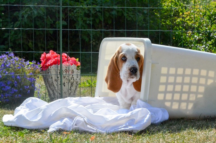 庭で洗濯物のかごを倒す犬