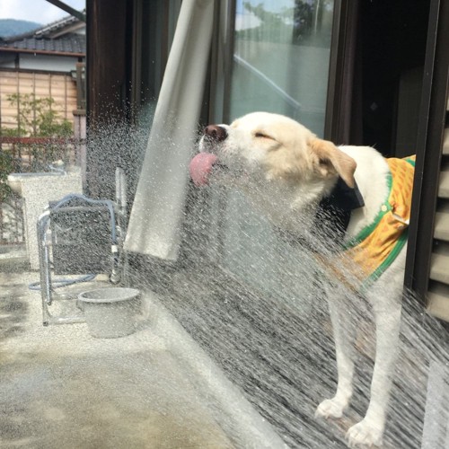 ホースの水を飲む犬