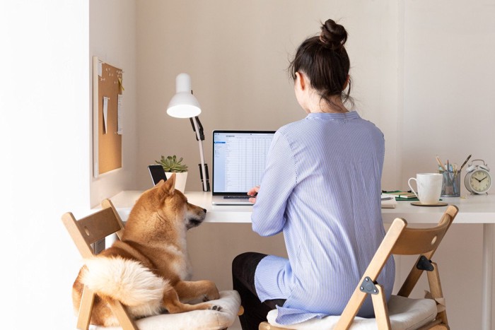 作業する女性の横の椅子に座る柴犬
