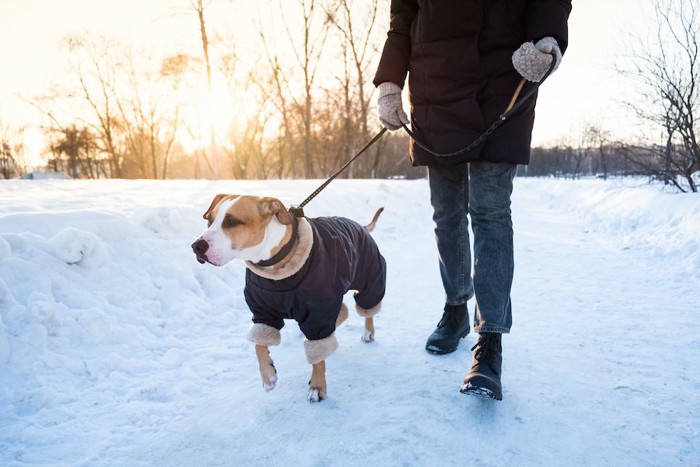 雪道を散歩する犬