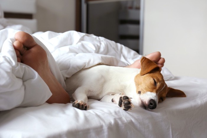 ベッドで寝ている飼い主の足元で寝ている犬