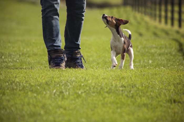 芝生を歩く飼い主と犬