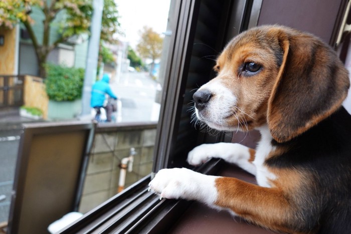 窓辺で見送りする犬