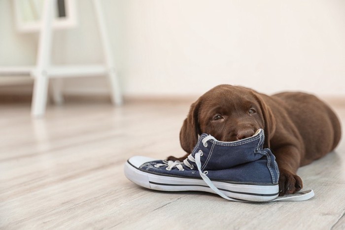 靴を噛んでいる子犬