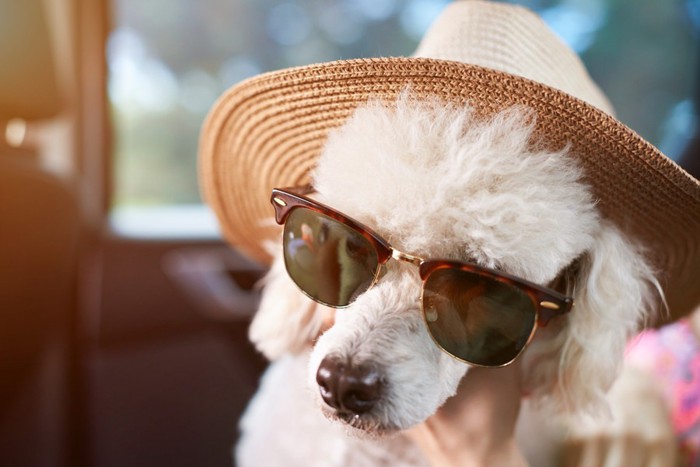 帽子とサングラスを装着している犬