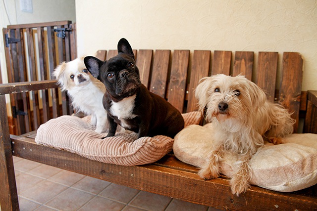 おしゃれなイスに座る3匹の犬