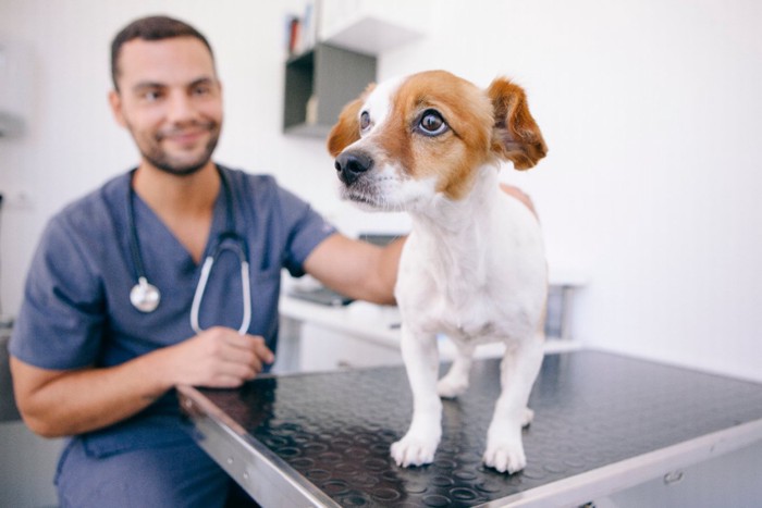 診察台の犬と獣医