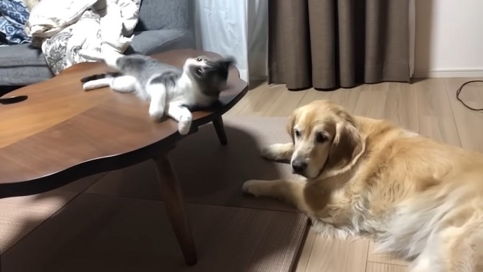 テーブルの上の猫と犬