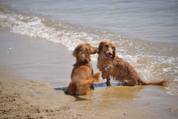 海で遊ぶ二匹の犬