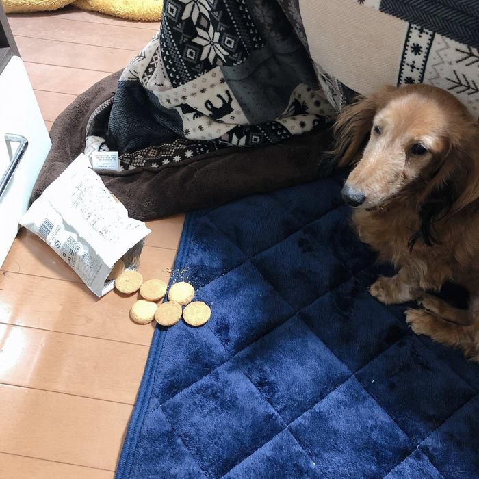 愛犬のクッキー盗み食い現場