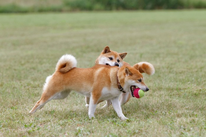 ボールで遊ぶ二匹の柴犬