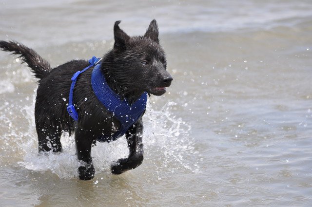 水遊びをする甲斐犬