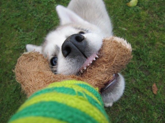 おもちゃを引っ張る乳歯の前歯をした子犬