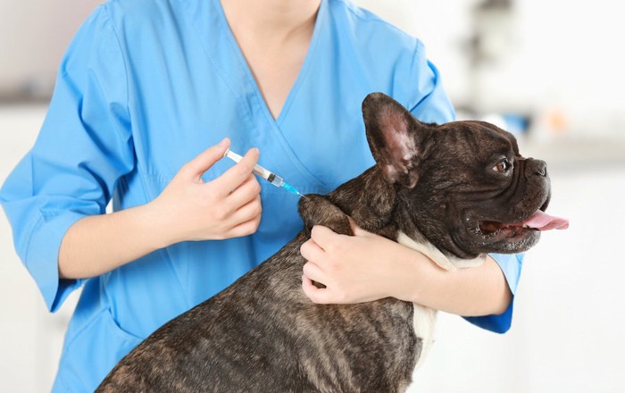 病院でワクチンの接種をする犬