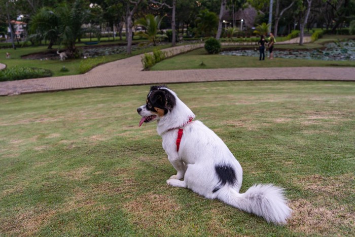芝生に座る犬